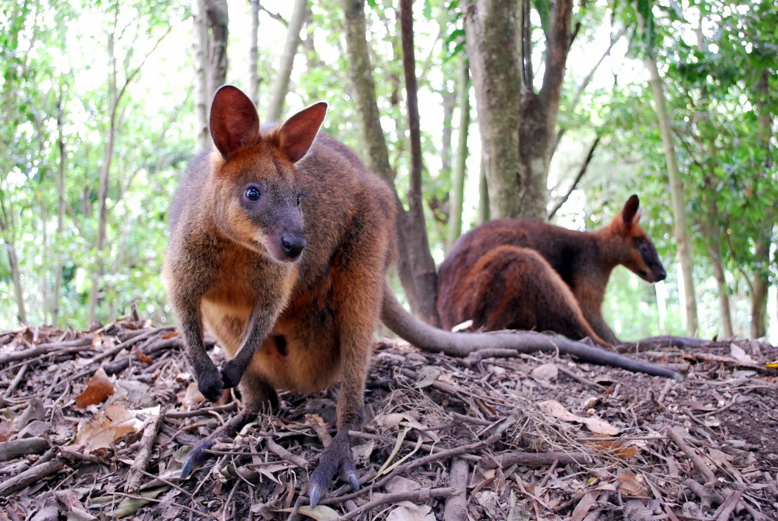 agnes-water-wallabies