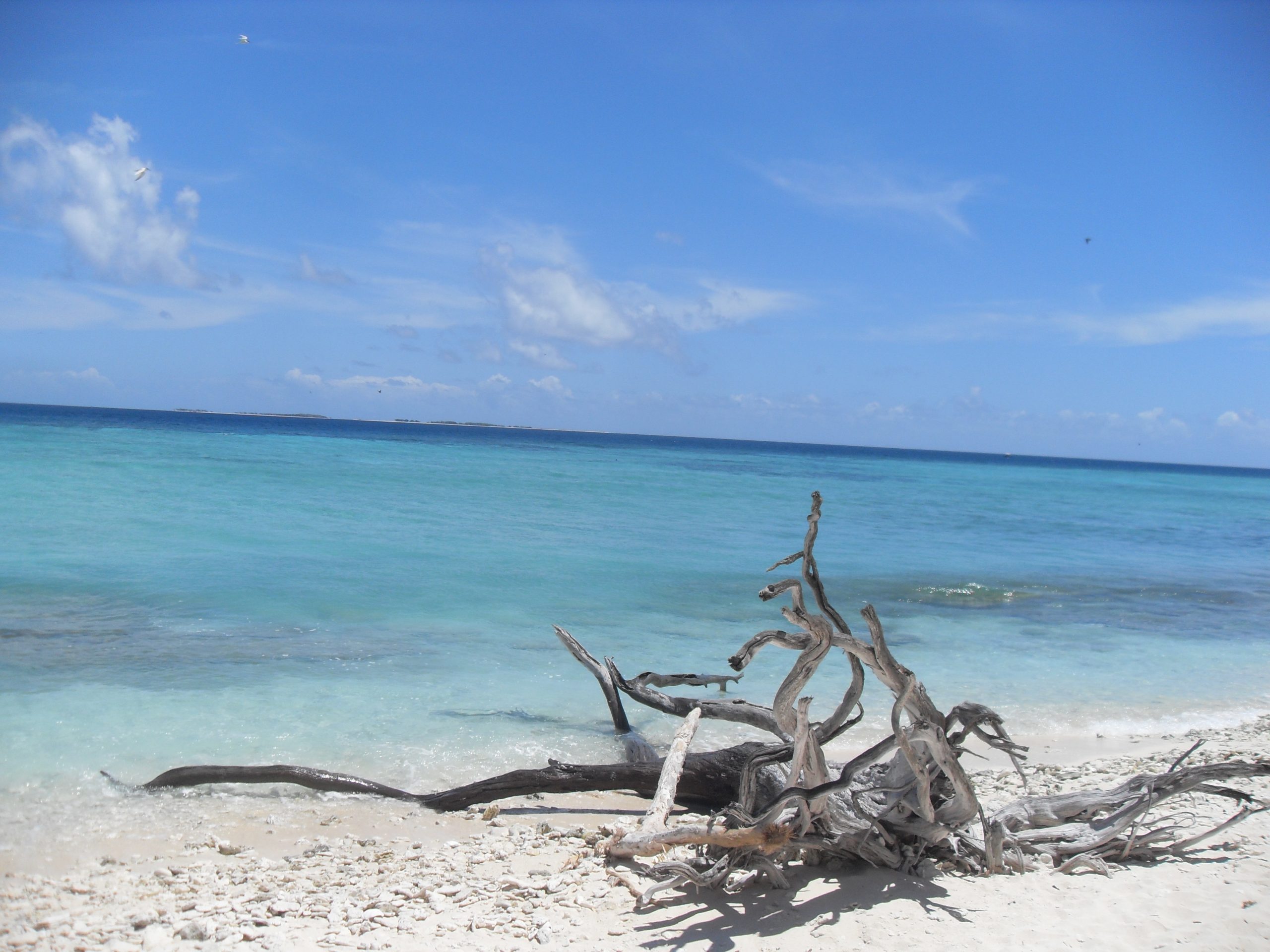 lady-musgrave-island