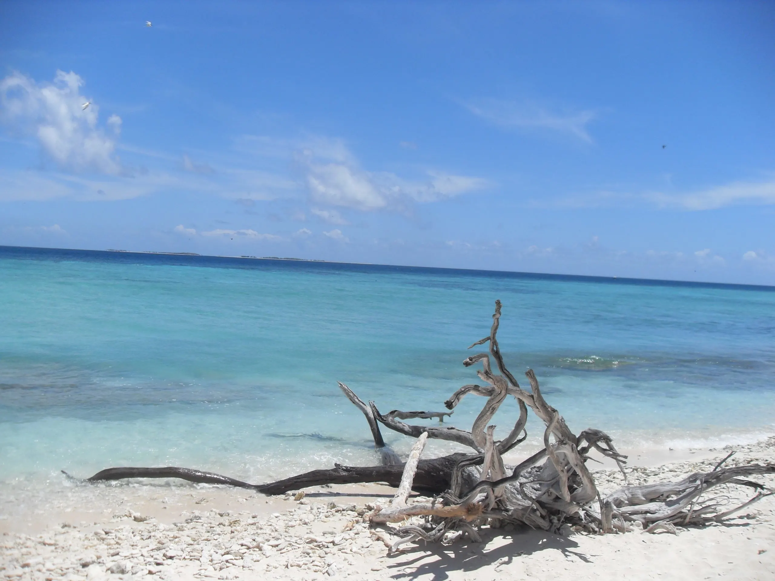 lady-musgrave-island
