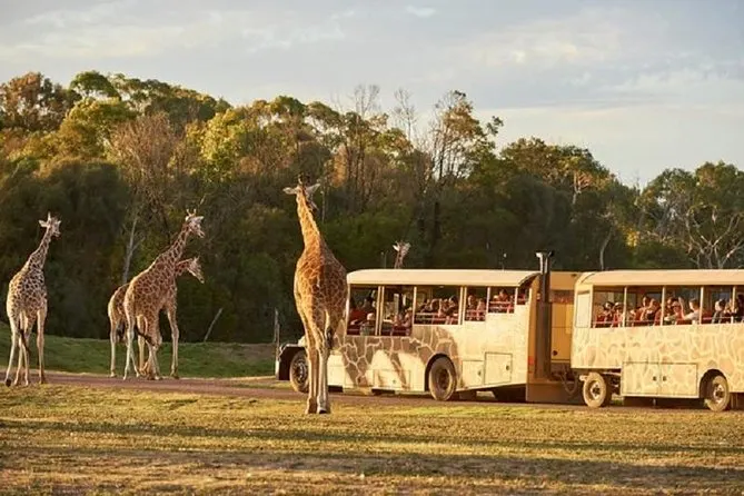 sunset-safari