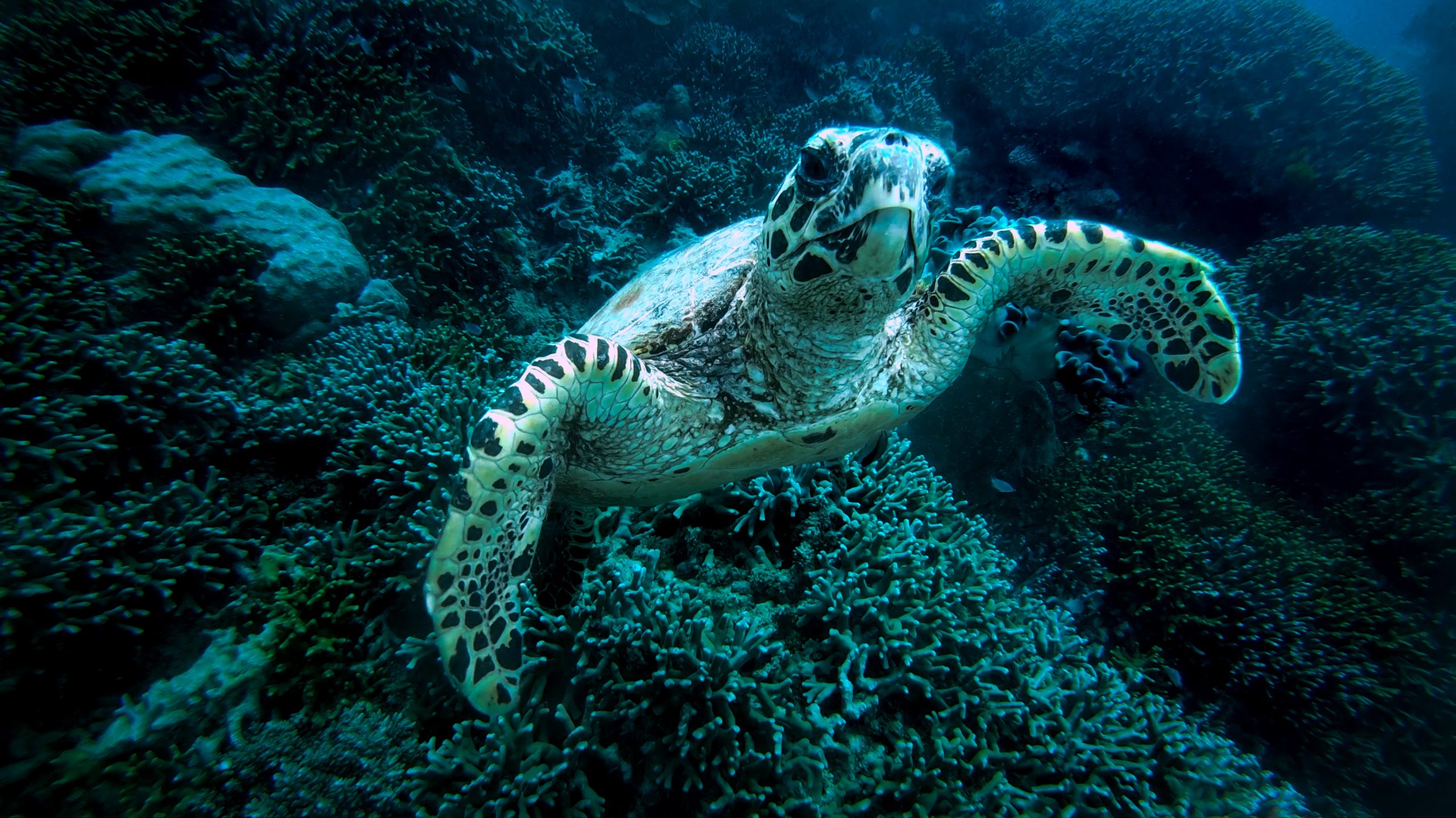 Great-Barrier-Reef