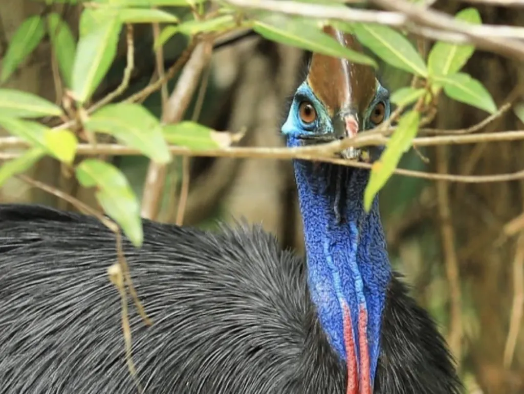 daintree-discovery-centre