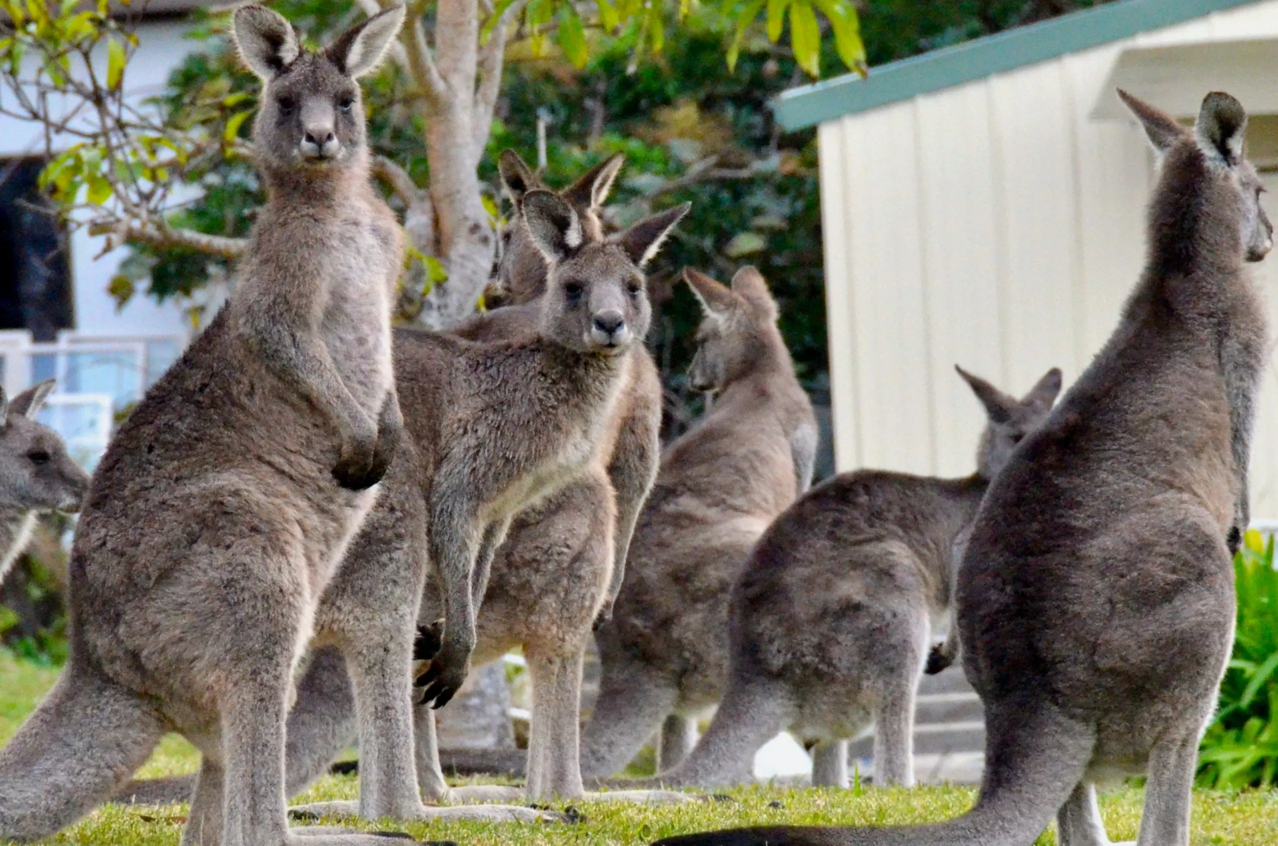 kangaroos-in-sydney-cbd