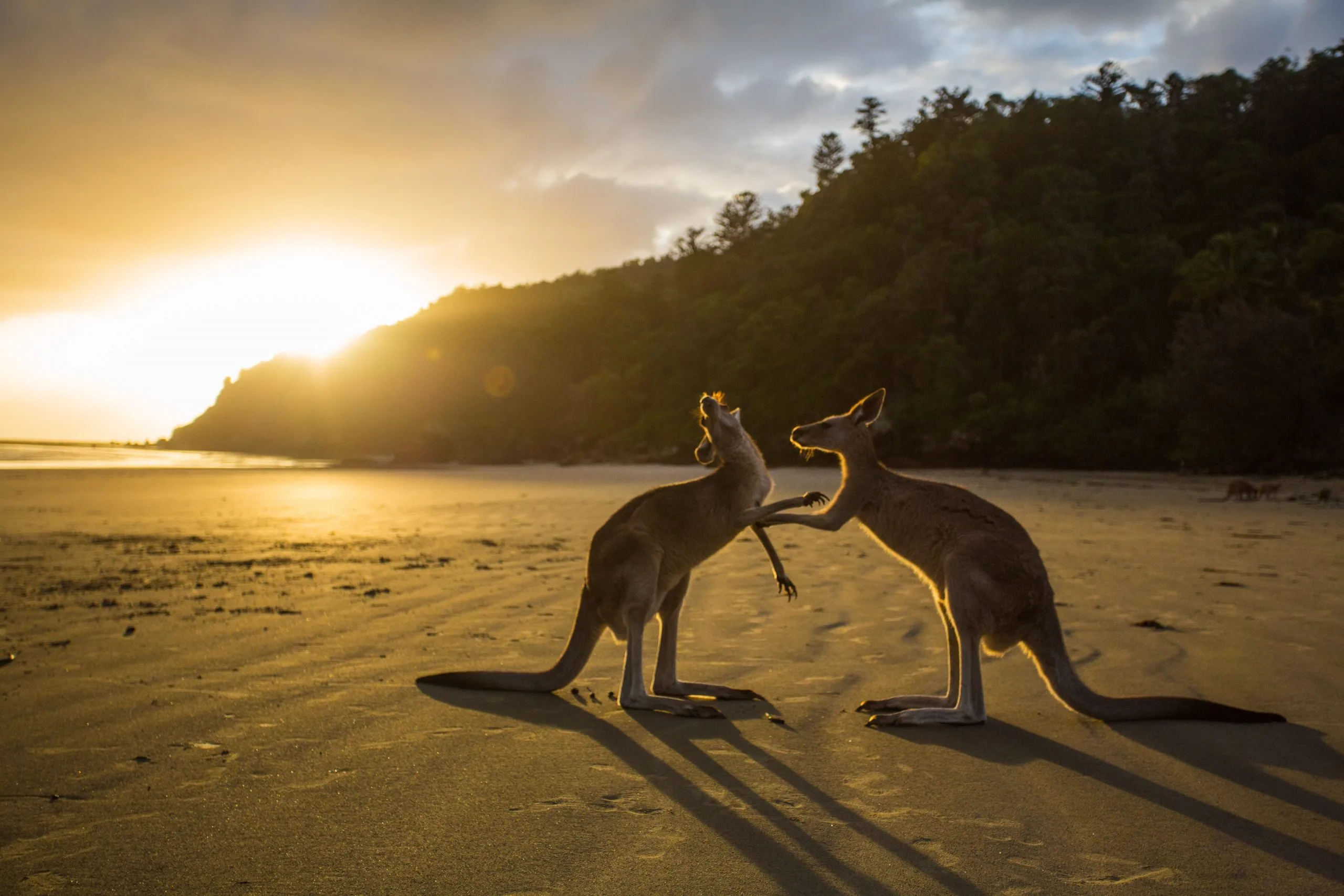 where-to-see-kangaroos-in-sydney.