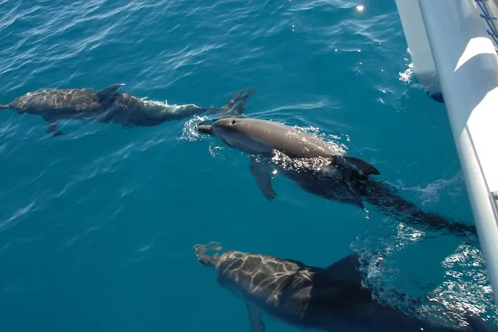 dolphin-watching-harvey-bay