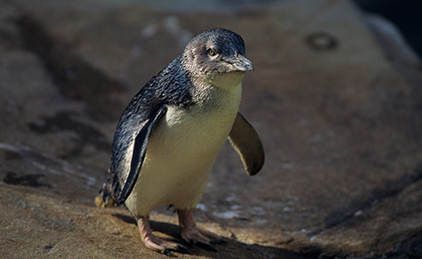 fairy-penguins-things-to-do-in-sydney-at-night
