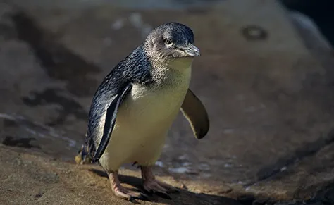 fairy-penguins-things-to-do-in-sydney-at-night