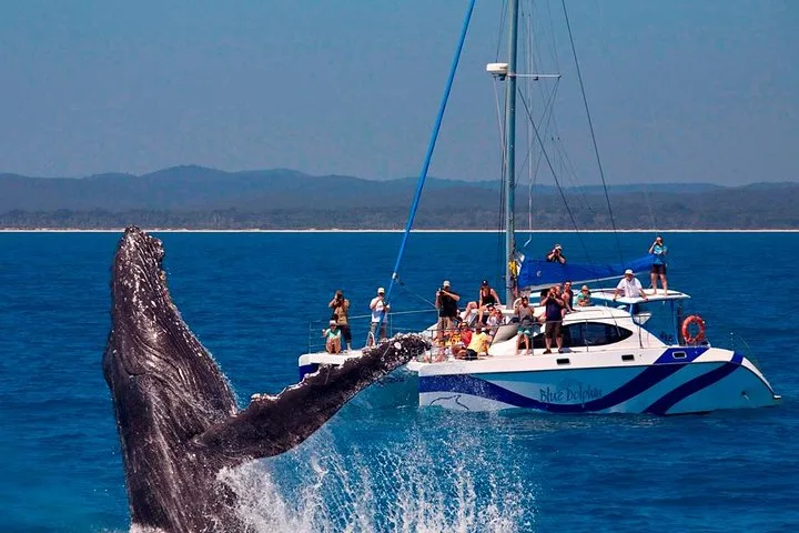 whale-watching-in-harvey-bay
