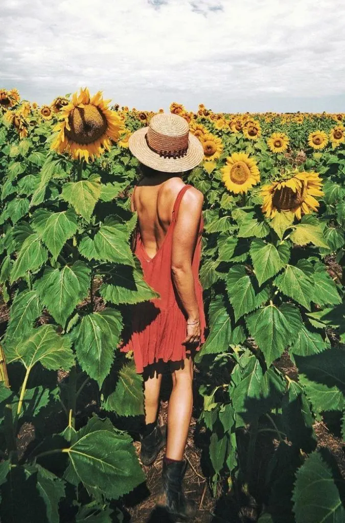 sunflowers-near-brisbane