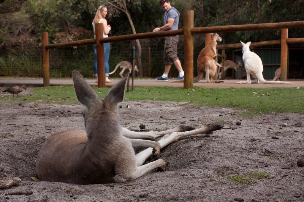 Caversham Wildlife Park