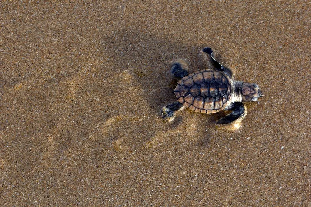 Mon Repos Turtle Encounter