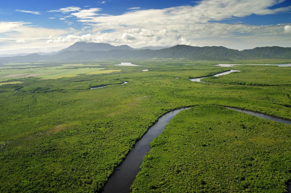 daintree-rainforest