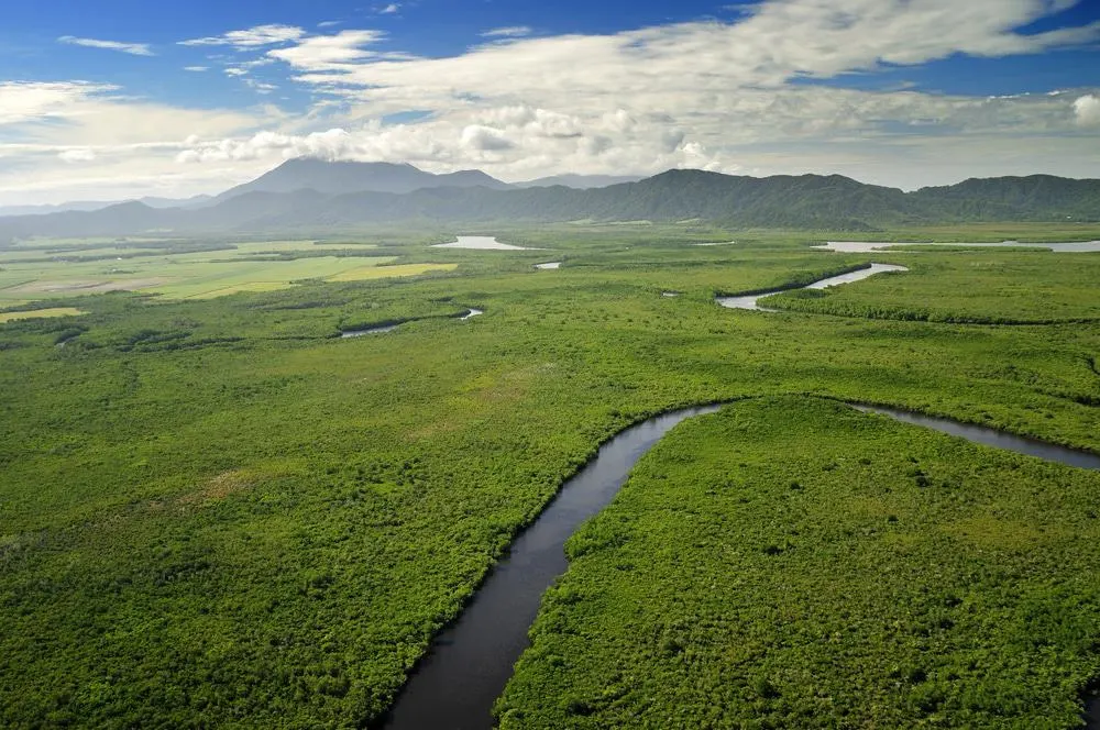 daintree-rainforest