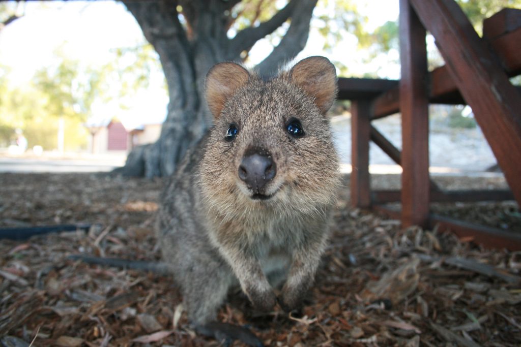 quokka-things-to-do-in-australia