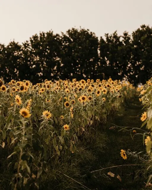 best farms gold coast