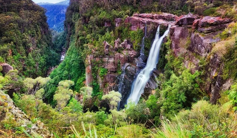 Budderoo-National-Park-Australia-Rain-Forest