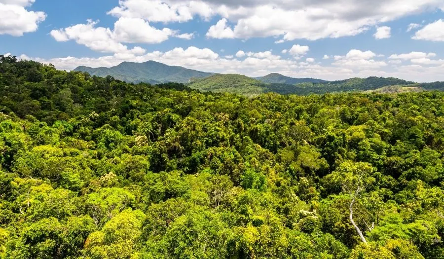 Kuranda-Rainforest-Australia best rainforests in Australia