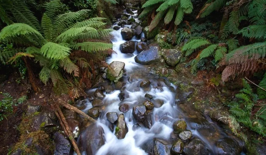 Yarra-Ranges-National-Park-Rain-Forest-Australia