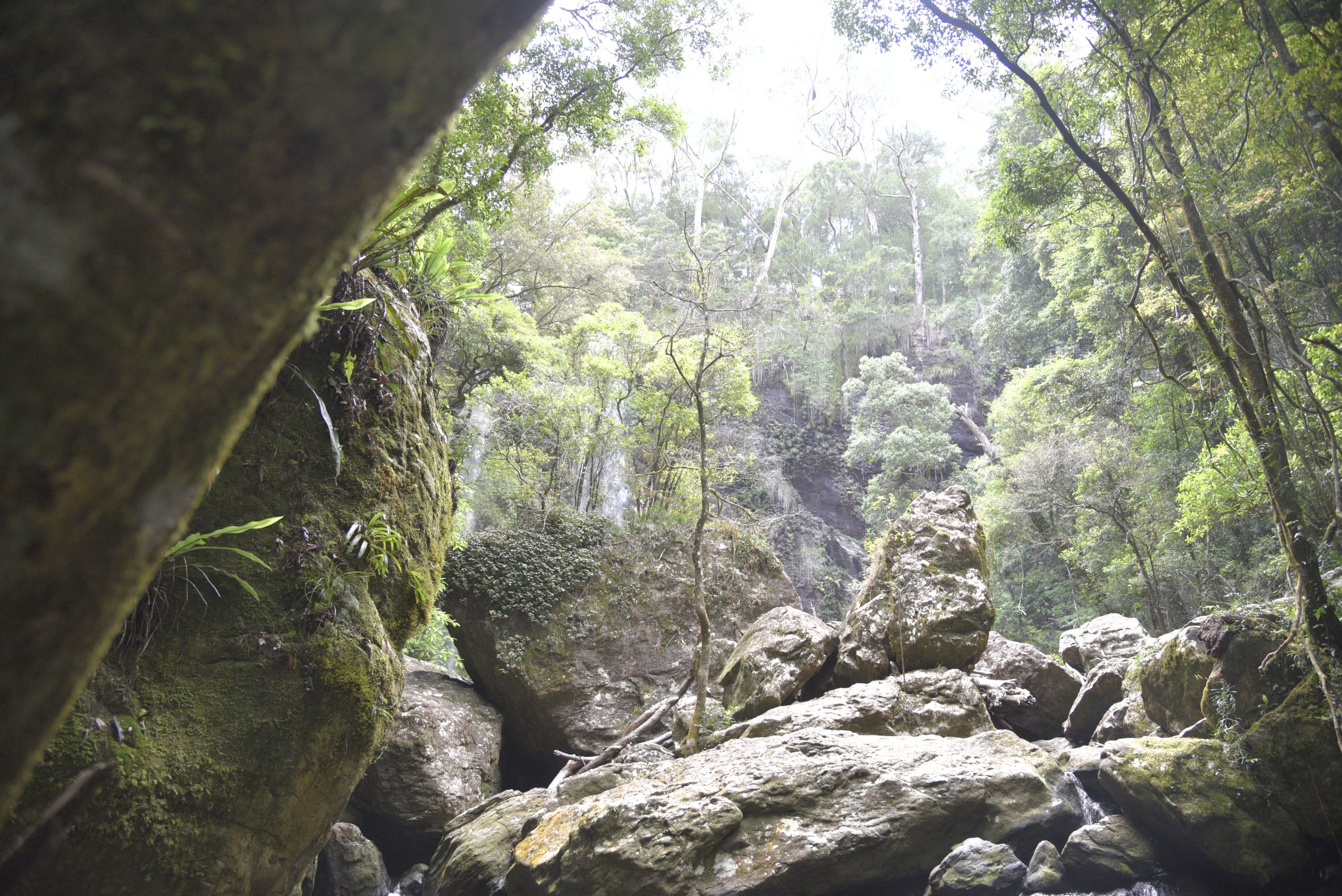 springbrook best rainforests in australia