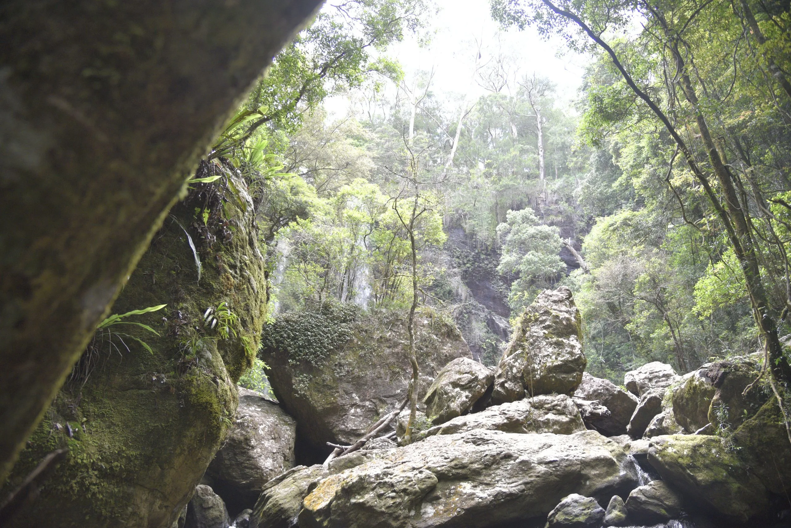 springbrook best rainforests in australia
